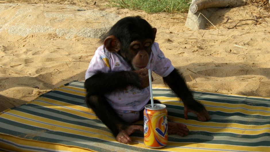 cimpanza_majmun_morguefile