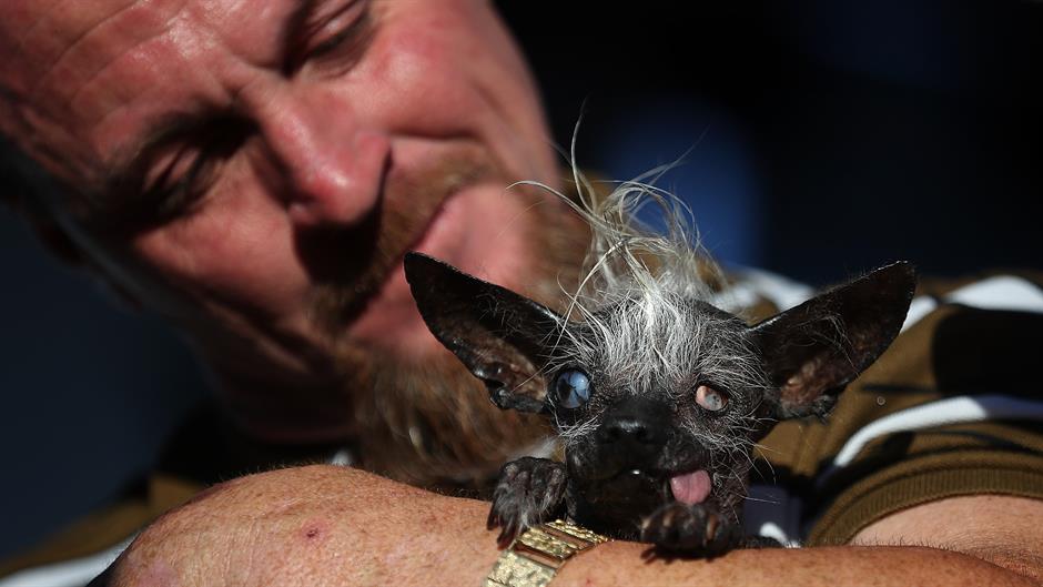 čivava pas JUSTIN SULLIVAN GETTY IMAGES NORTH AMERICA AFP