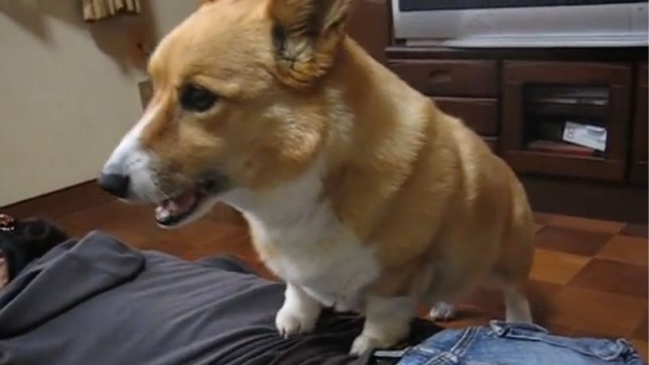 corgi masaza