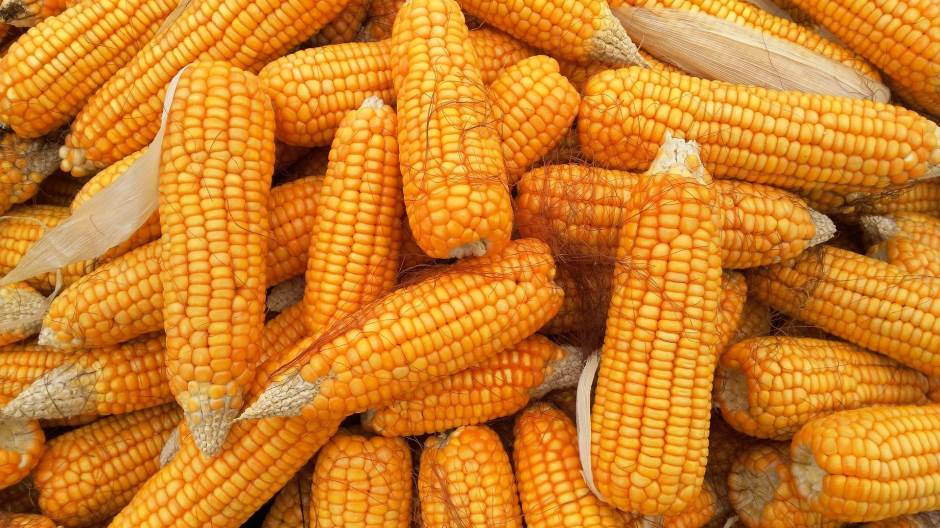 corn-1726017_1920