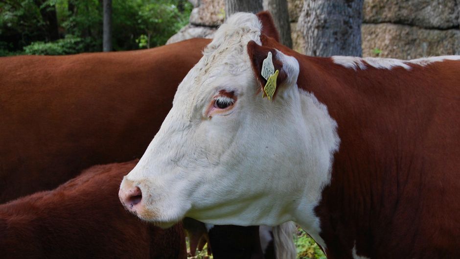 cow
