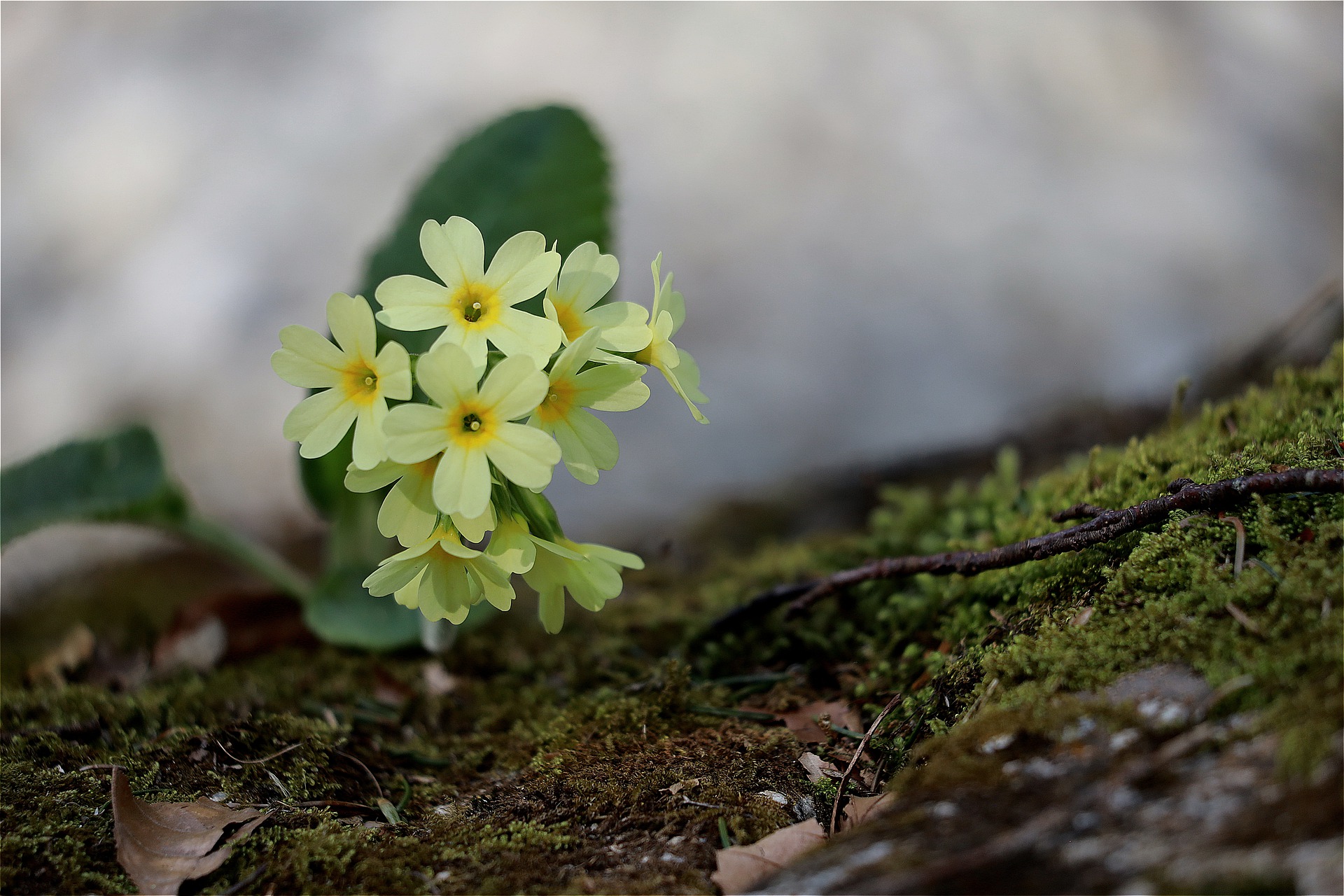 jaglac, jagorčevina