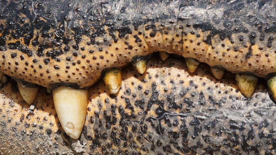 crocodile-871303_1920