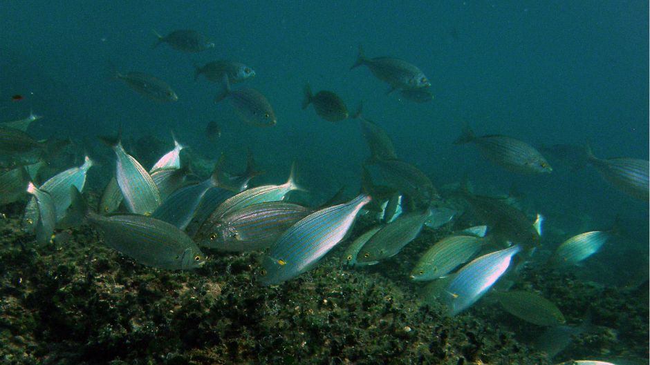 Cropix_Srdjan Vrancic_(21.12.2014) (6)