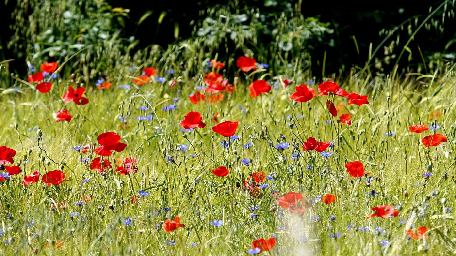 crveni_makovi7-310515