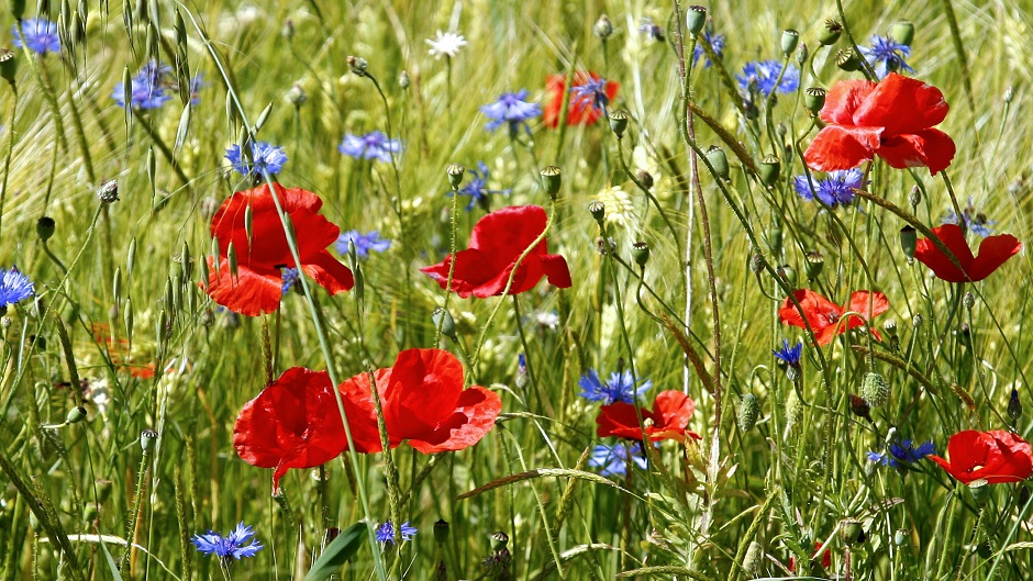 crveni_makovi8-310515