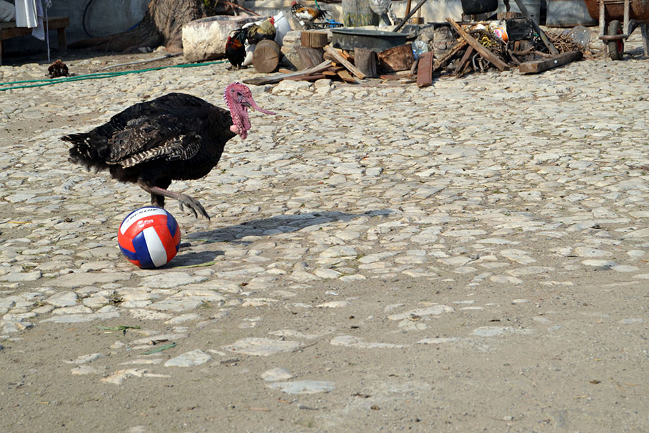 ANADOLIJA/Suat Salgın