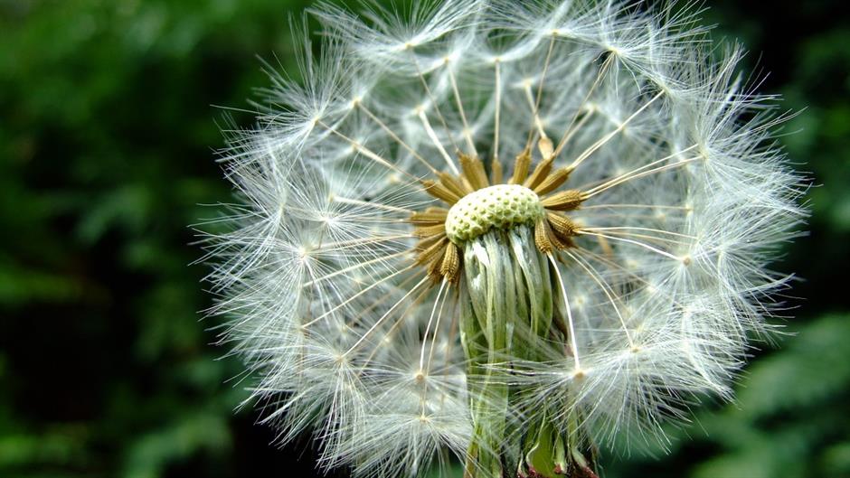 dandelion-1119310_1280