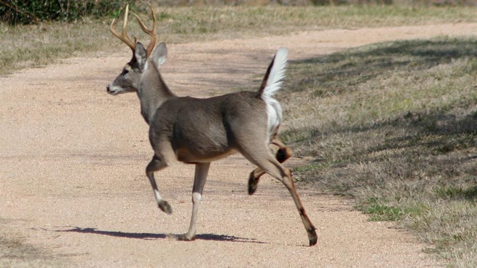 deer-out-for-a-walk-1381051-1278x745