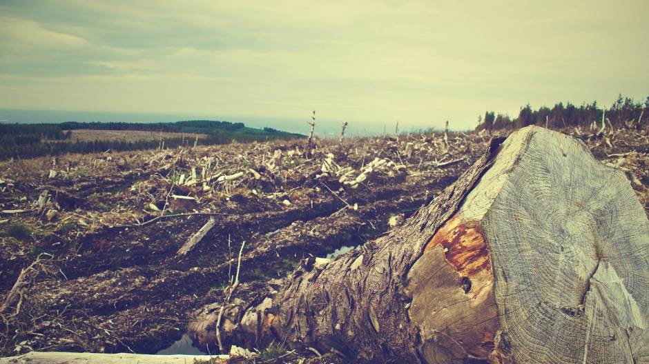deforestation-405749_1920