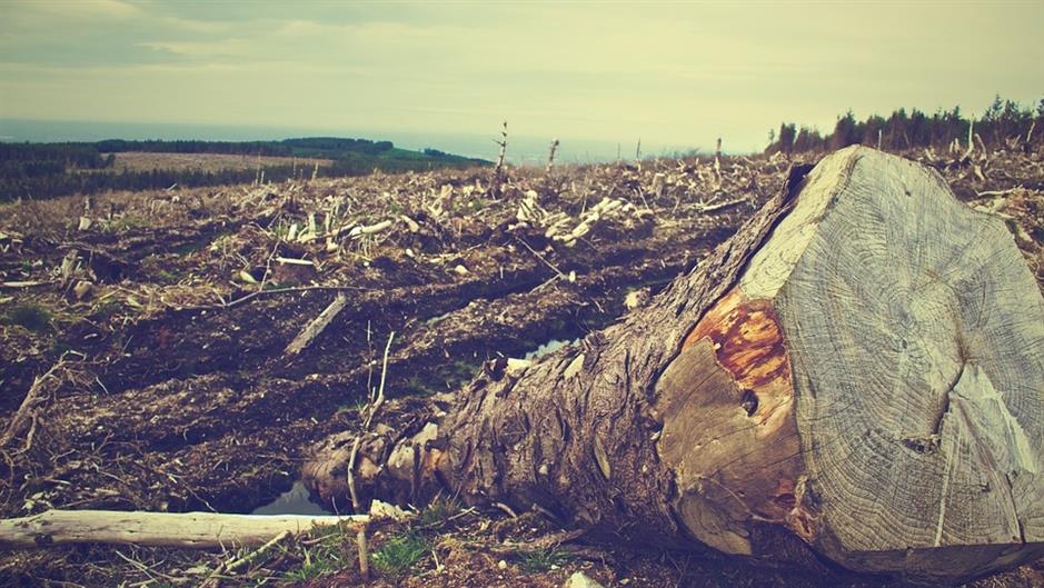deforestation-405749-960-720-129371.jpeg