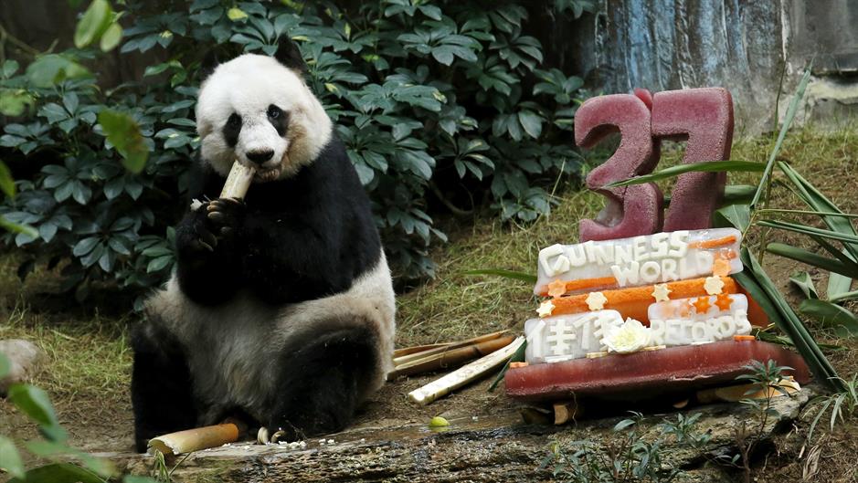 đia đia panda Reuters Bobby