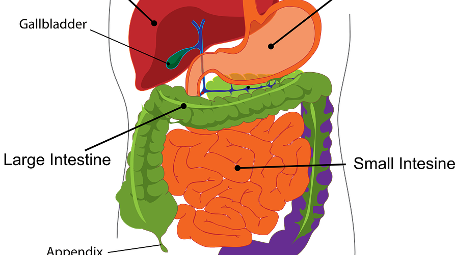 digestion-303364_1280