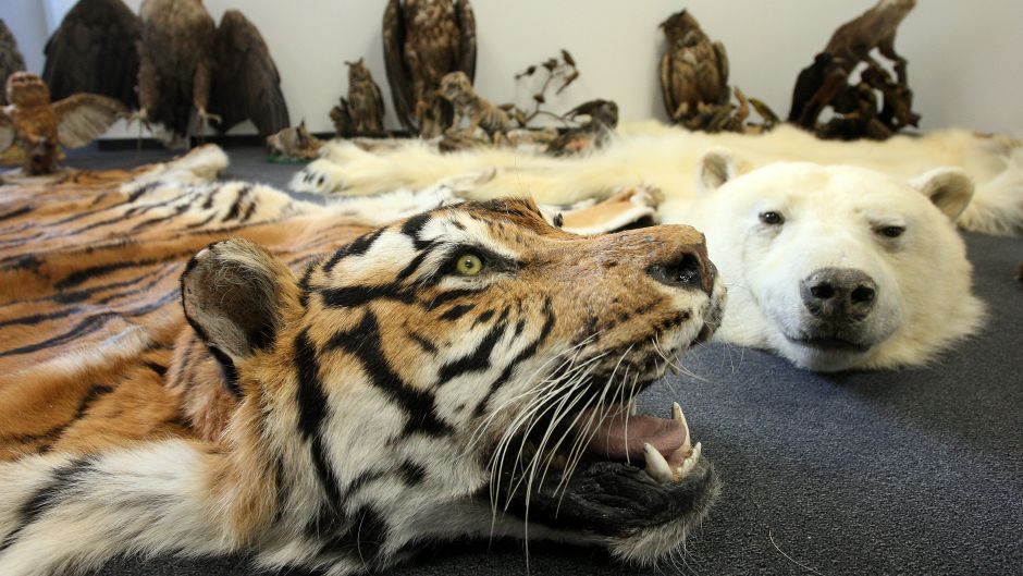 Divlje_zivotinje_Cropix_DavorPongracic