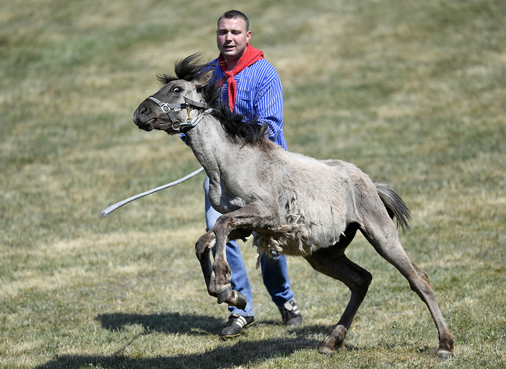 Divlji konji foto AP Martin Meissner (17)