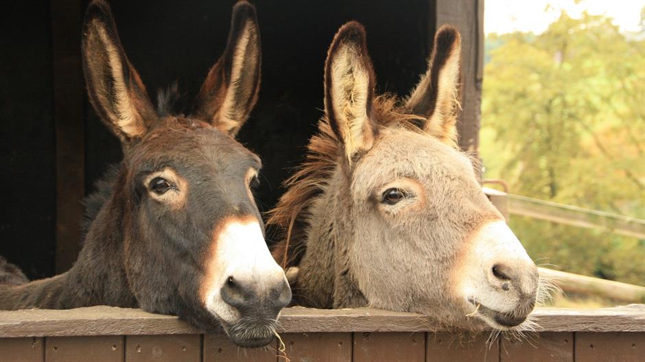 donkeys-1220250_1920