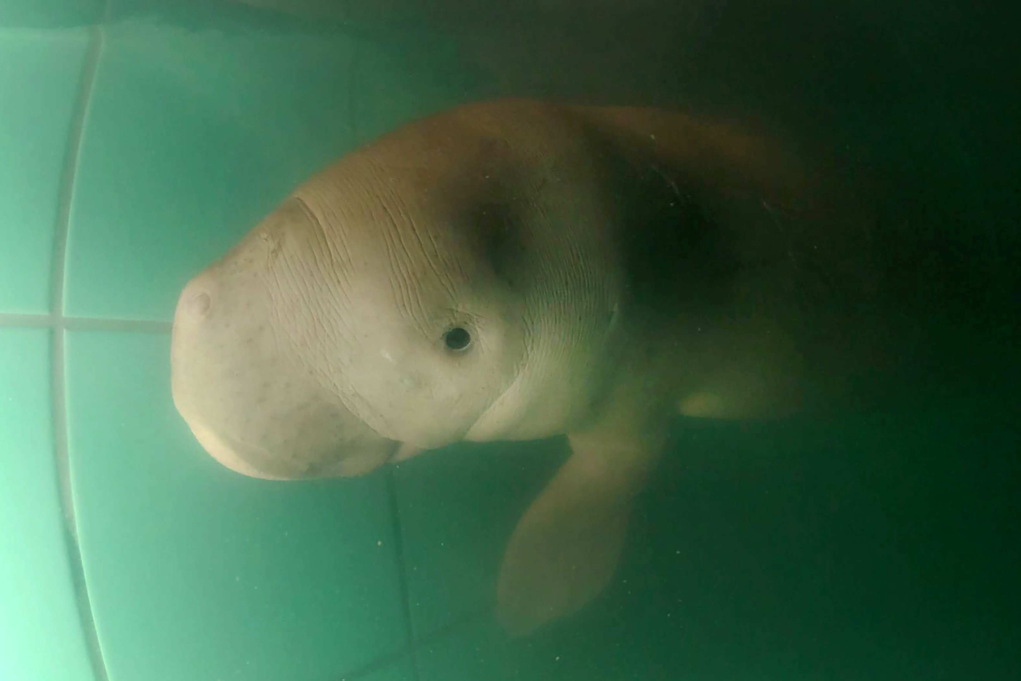 Dugong