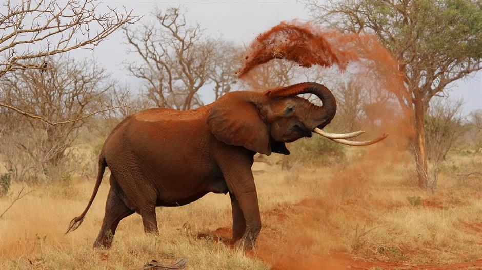 elephant-111695_1280