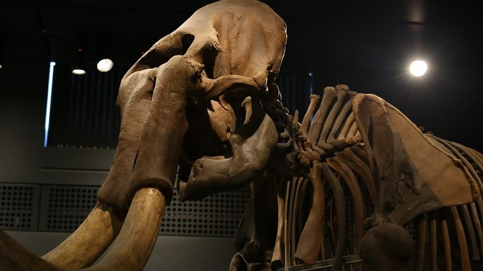 elephant-1213775_1280