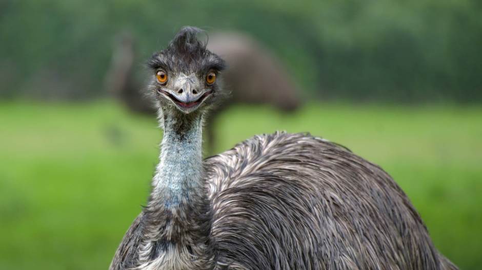 emu-3479510_1920