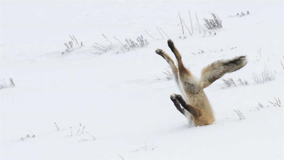 extra_large-1479308193-cover-image