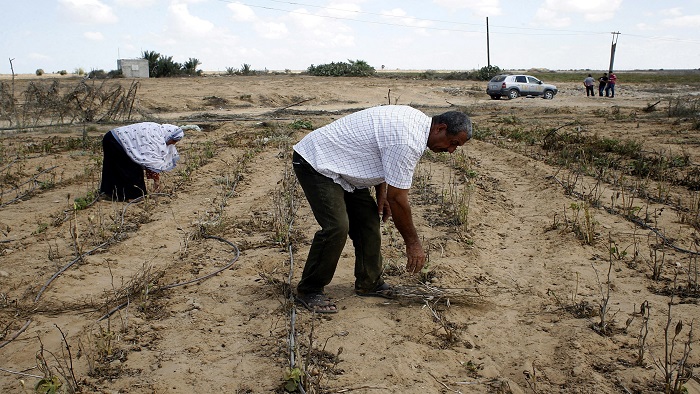 Farmeri u Gazi_Anadolija_Zeynep Hilal Karyağdı