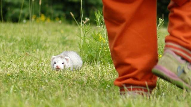 ferret-2494_640