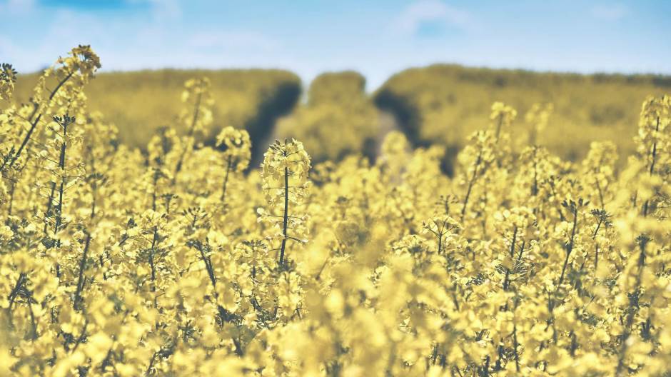 field-of-rapeseeds-1433380_1920