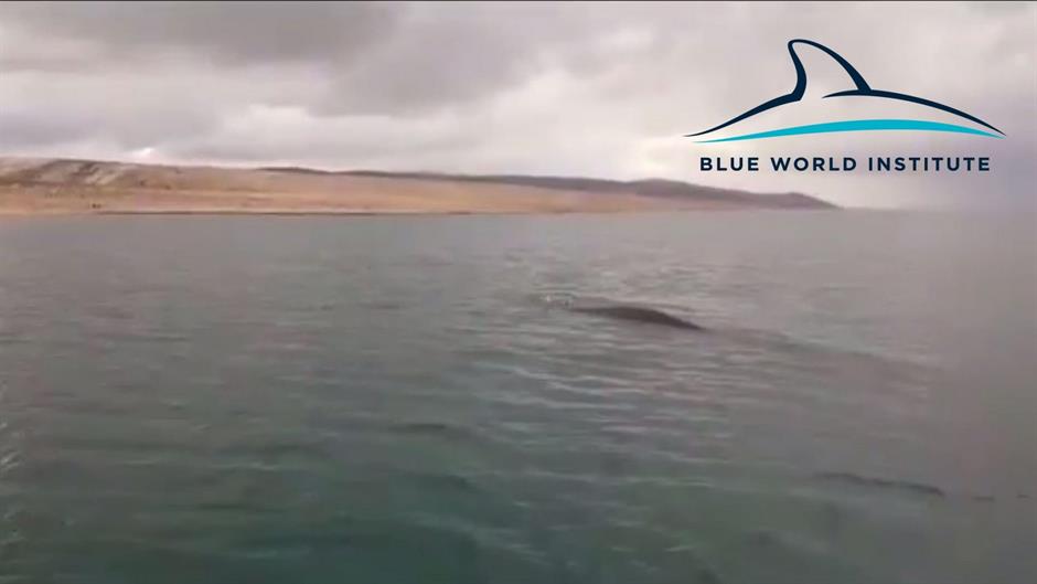 fin_whale_Rovanjska_6.1.17_web2