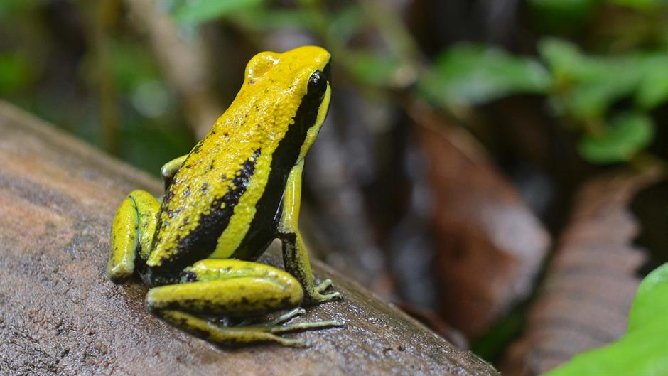 flickr-ggallice-pleasing-poison-frog-42182.jpeg