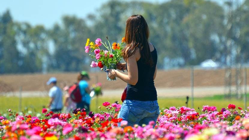 flower-3211800_960_720