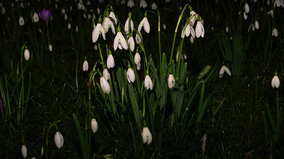 flowers-1211237_1920