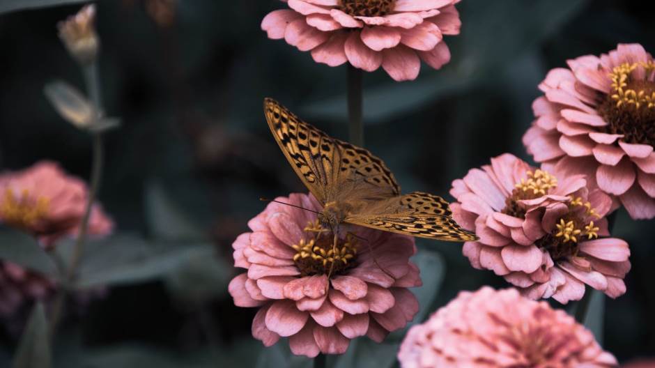 flowers-3975556_1920