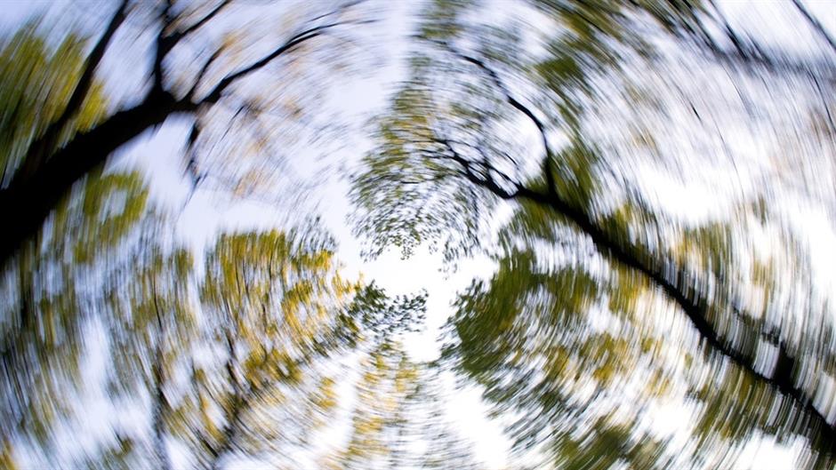 forest-1366345_960_720 (1)