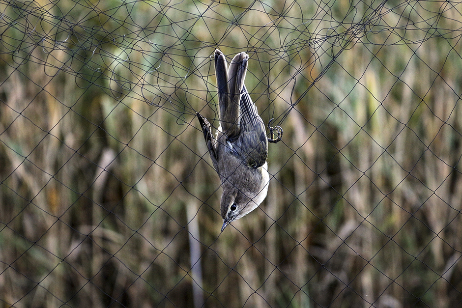 ANADOLIJA/Hüseyin Yıldız