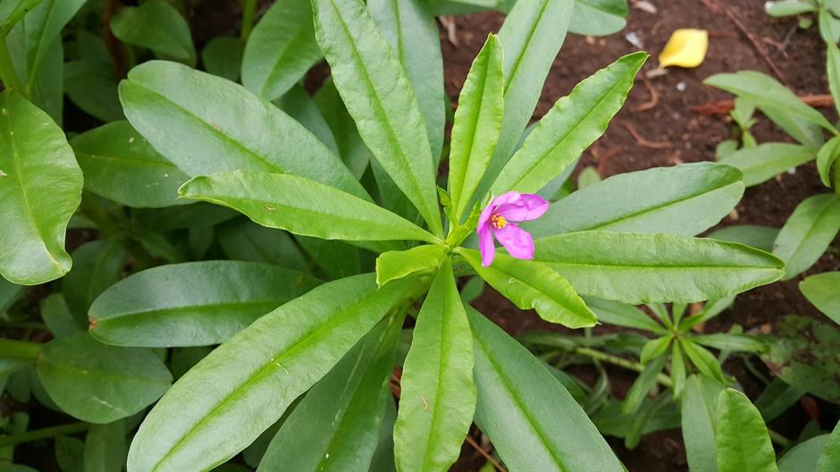 ginseng-thailand-1164102_1920