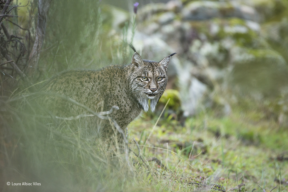 Glimpse of a lynx © Laura Albiac Vilas - Wildlife Photographer of the Year