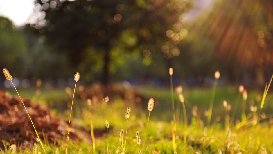 grass-nature-plants-12141