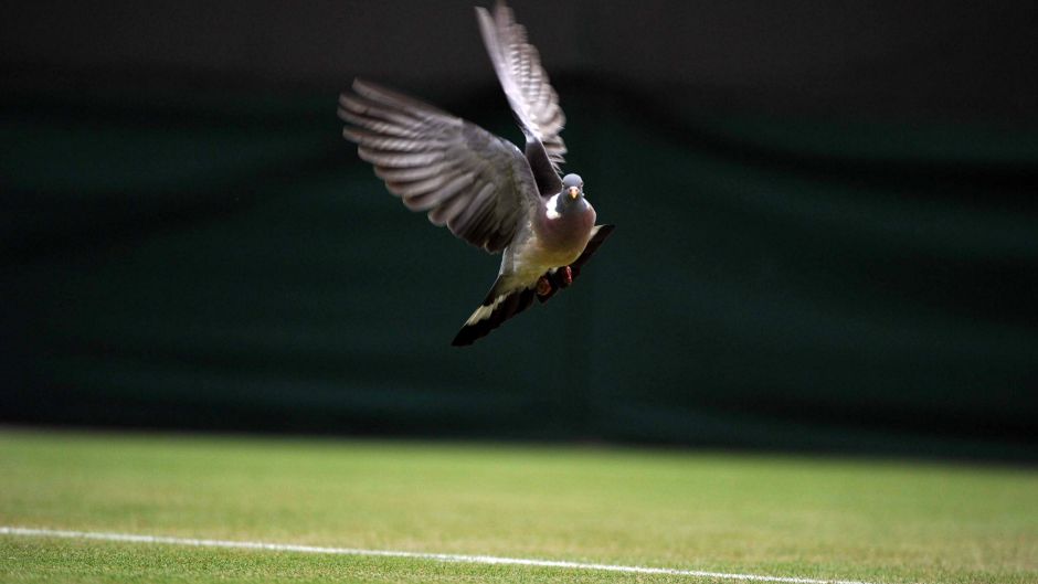 grasscourtEPAFACUNDOARRIZABALAGA