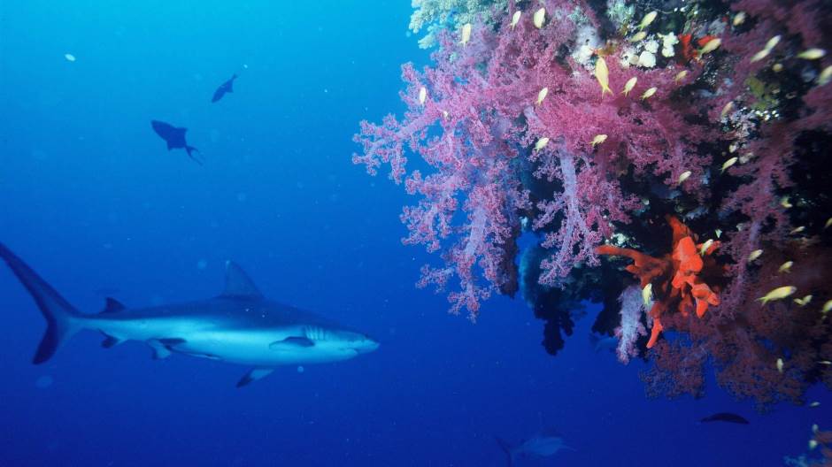 gray-reef-shark-586368_1920