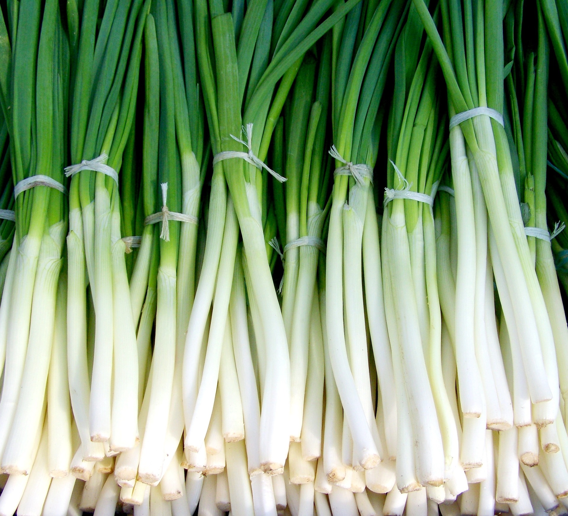 green-onion-699943_1920