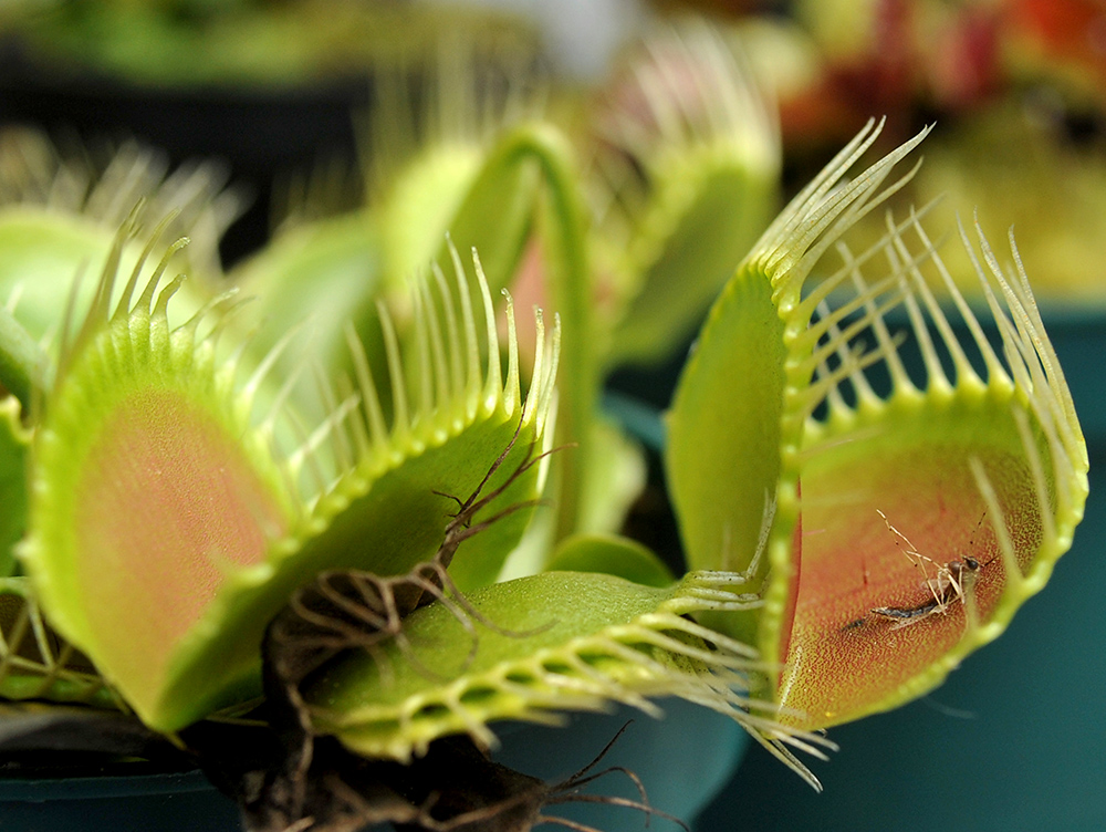 AFP/Guillermo Legaria