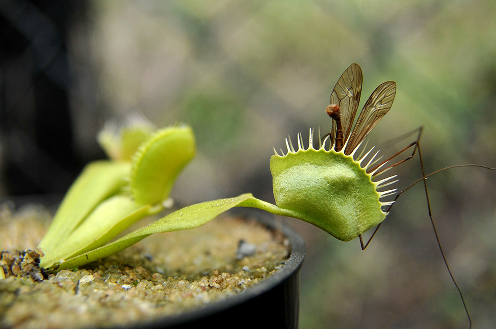 AFP/Guillermo Legaria