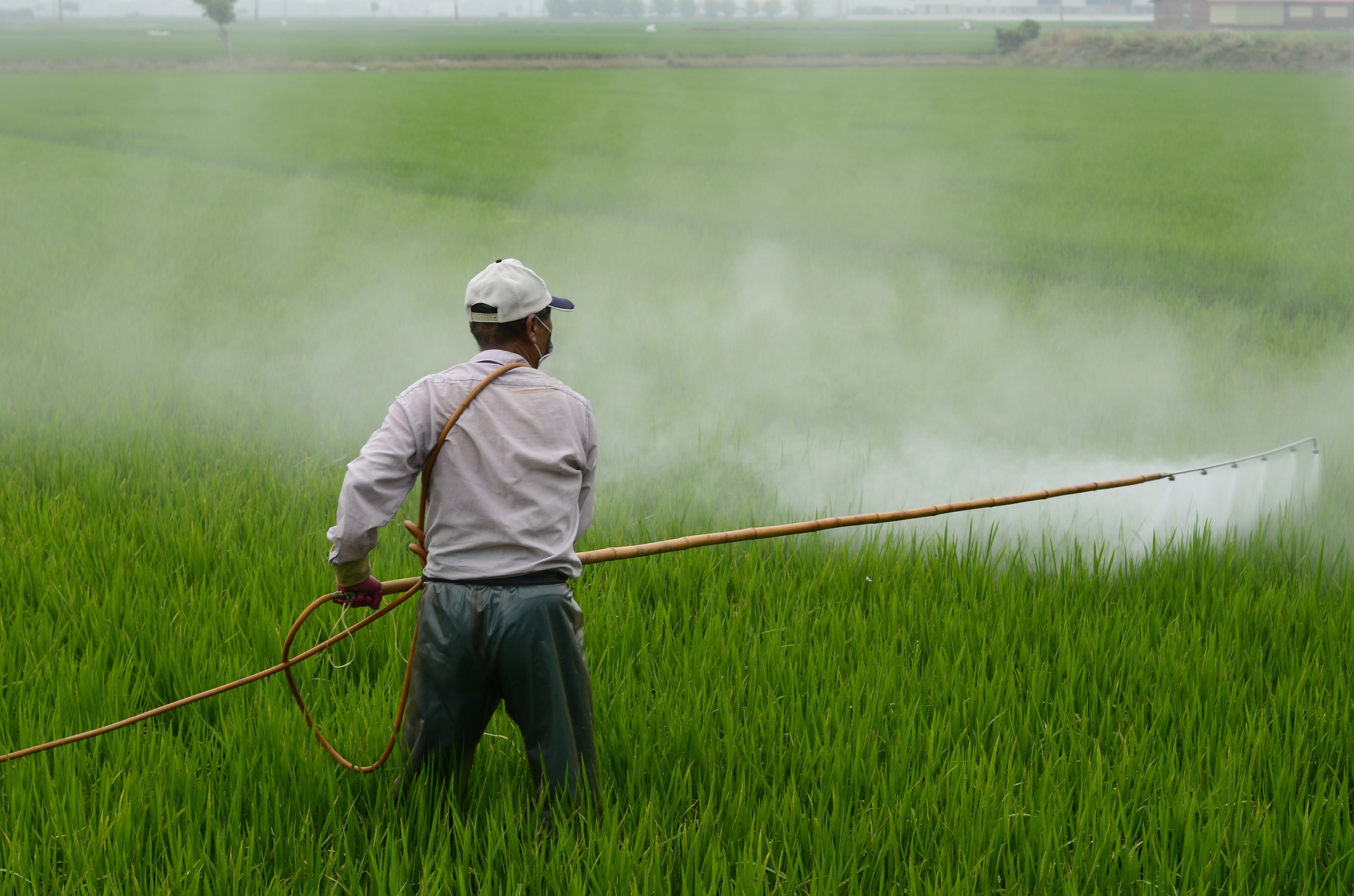 pesticid, farmer, polje