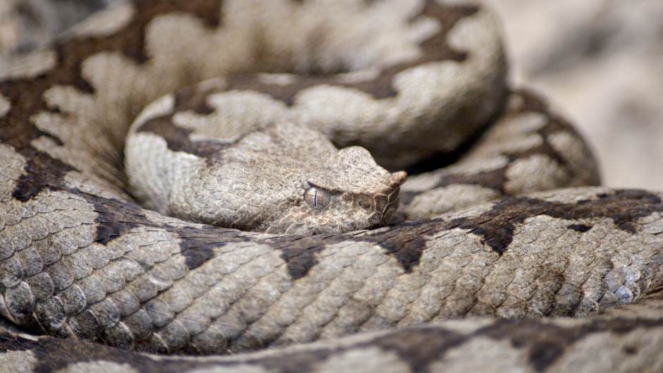 horned-viper-1329241_1920