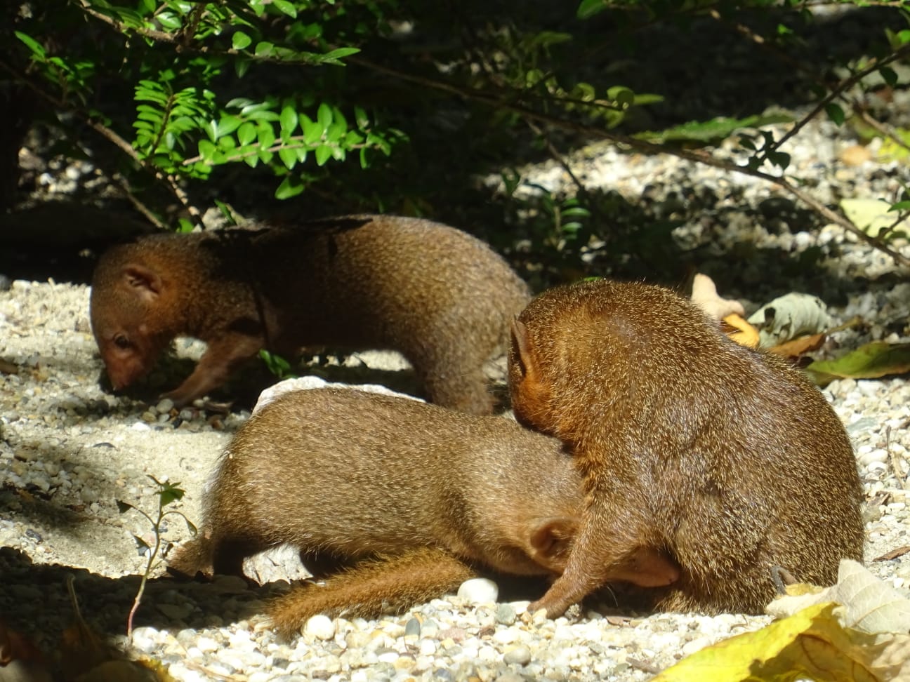 Hranjenje malih mungosa
