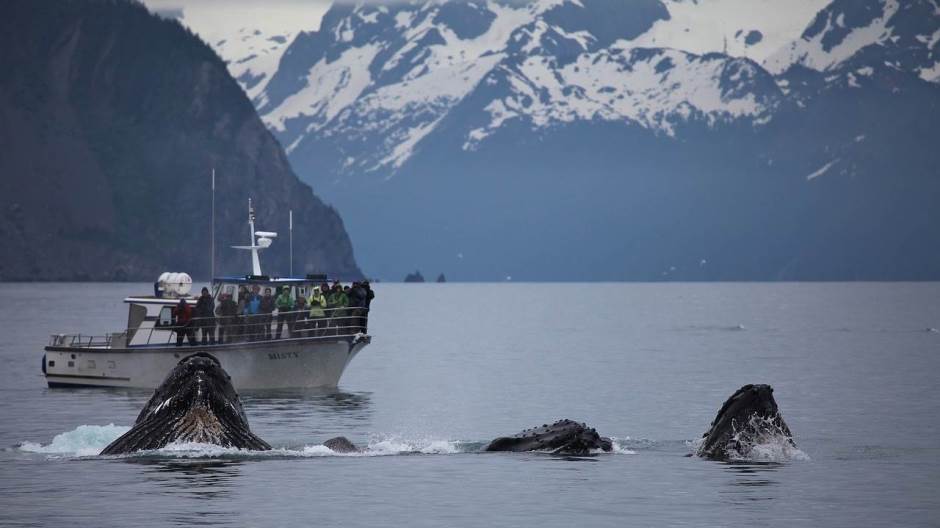 humpback-whale-1744273_1280