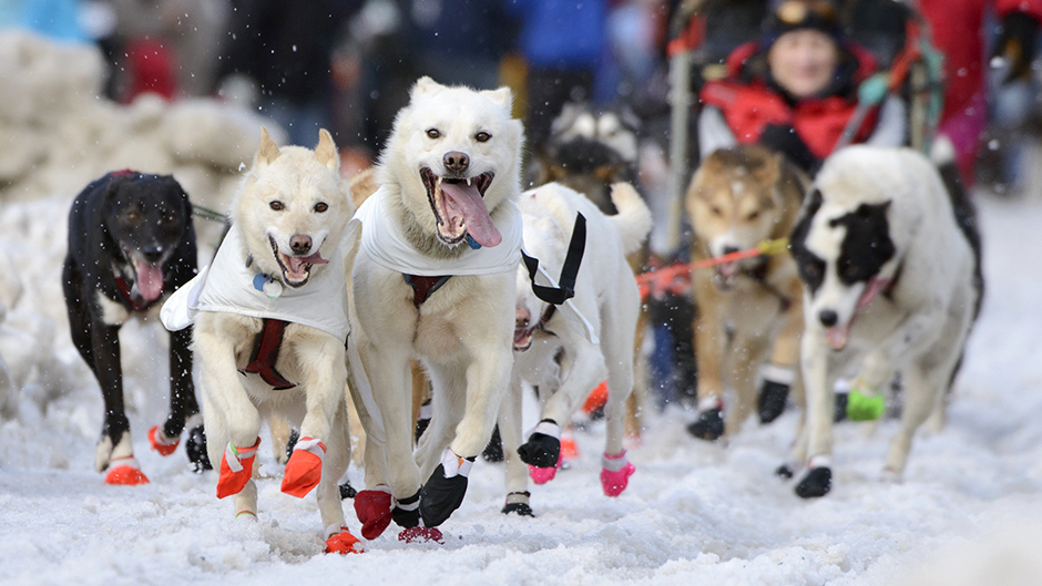 Iditarod (6)