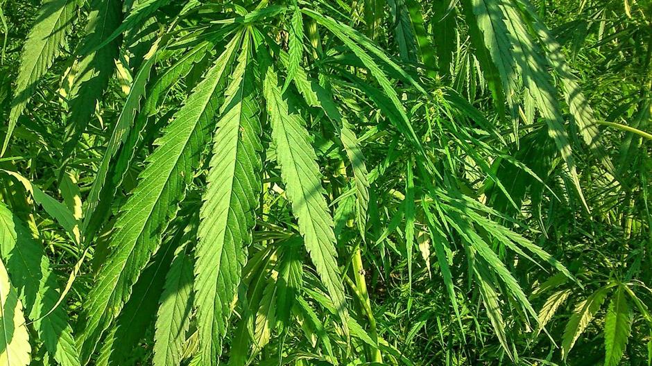 industrial-hemp-973459_1280