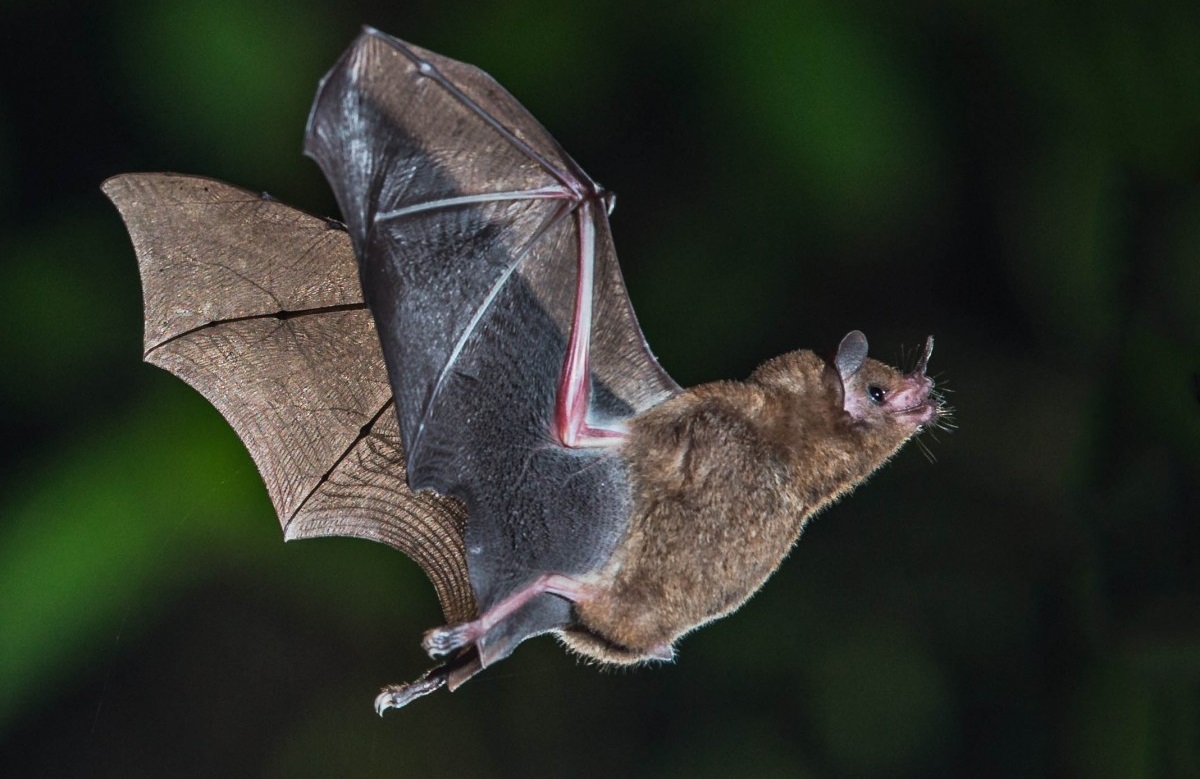 inflight_costarica_bat_fruitbat_naturethroughthelens_shorttailedfruitbat_andymorffew_morffew-268323